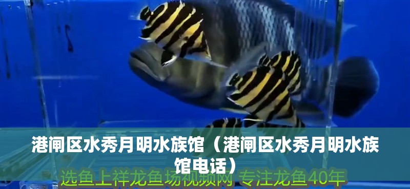 港閘區水秀月明水族館（港閘區水秀月明水族館電話）