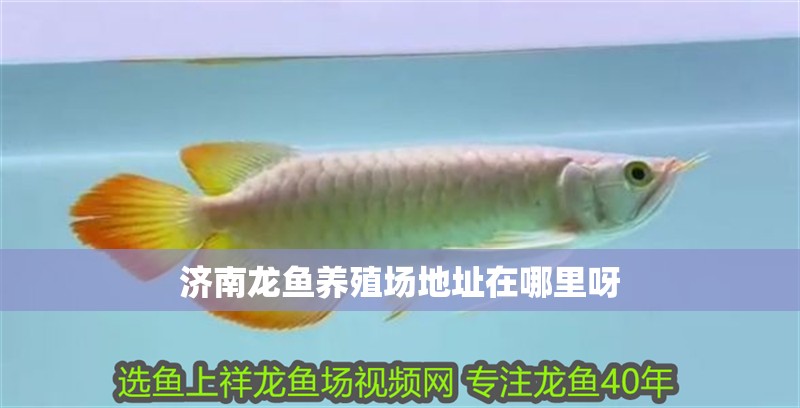 濟(jì)南龍魚(yú)養(yǎng)殖場(chǎng)地址在哪里呀