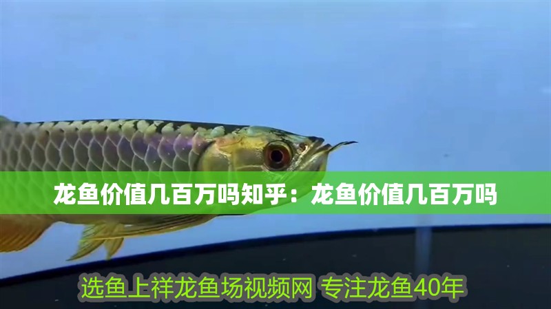 龍魚(yú)價(jià)值幾百萬(wàn)嗎知乎：龍魚(yú)價(jià)值幾百萬(wàn)嗎