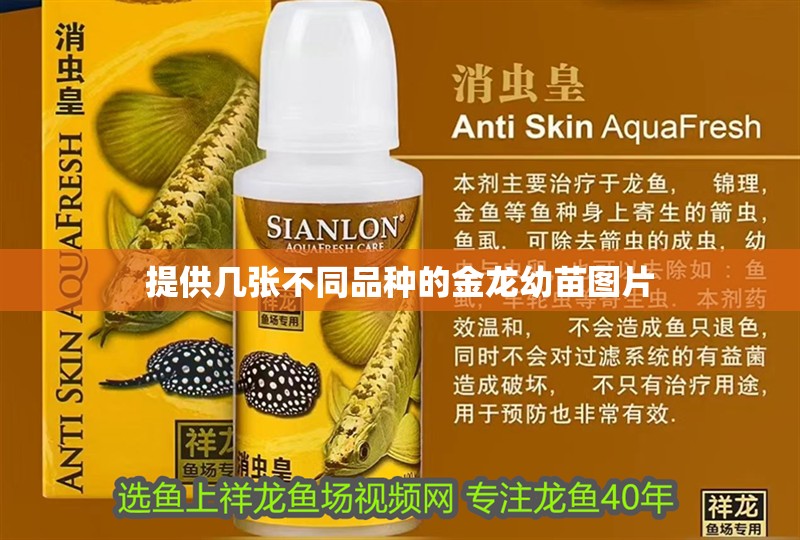提供幾張不同品種的金龍幼苗圖片 提供幾張不同品種的金龍幼苗圖片 龍魚論壇