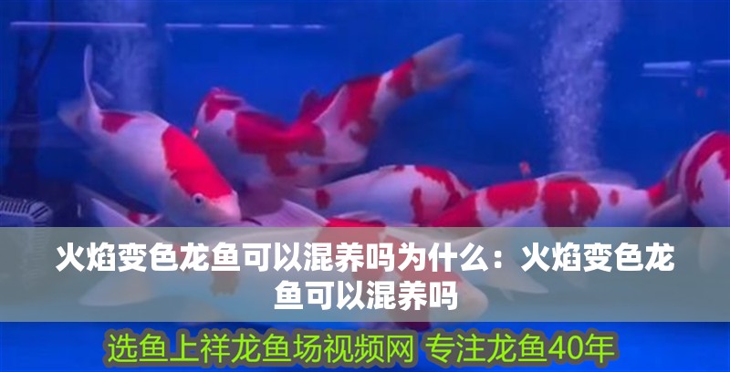火焰變色龍魚可以混養嗎為什么：火焰變色龍魚可以混養嗎