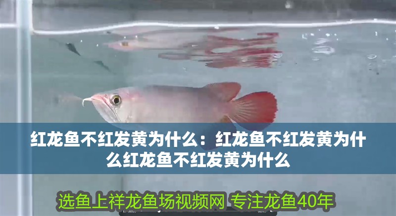 紅龍魚不紅發黃為什么：紅龍魚不紅發黃為什么紅龍魚不紅發黃為什么
