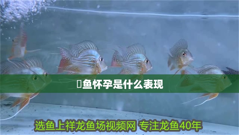 魟魚懷孕是什么表現 魟魚懷孕是什么表現 龍魚論壇
