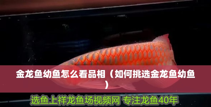 金龍魚幼魚怎么看品相（如何挑選金龍魚幼魚）