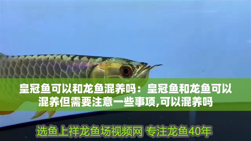 皇冠魚可以和龍魚混養(yǎng)嗎：皇冠魚和龍魚可以混養(yǎng)但需要注意一些事項(xiàng),可以混養(yǎng)嗎