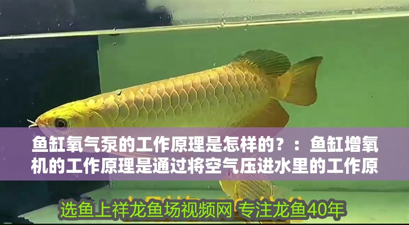 魚缸氧氣泵的工作原理是怎樣的？：魚缸增氧機的工作原理是通過將空氣壓進水里的工作原理