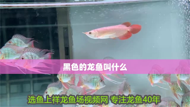 黑色的龍魚叫什么