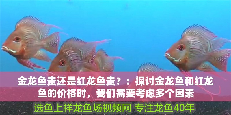 金龍魚貴還是紅龍魚貴？：探討金龍魚和紅龍魚的價格時，我們需要考慮多個因素