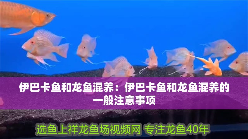 伊巴卡魚(yú)和龍魚(yú)混養(yǎng)：伊巴卡魚(yú)和龍魚(yú)混養(yǎng)的一般注意事項(xiàng)
