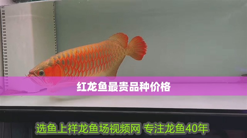 給大魚缸換水的作文:體驗(yàn)給大魚缸換水的樂(lè)趣:體驗(yàn)給大魚缸換水:給大魚缸換水的作文 紅龍魚最貴品種價(jià)格 龍魚論壇 紅龍魚最貴品種價(jià)格 紅龍魚最貴品種價(jià)格 龍魚論壇