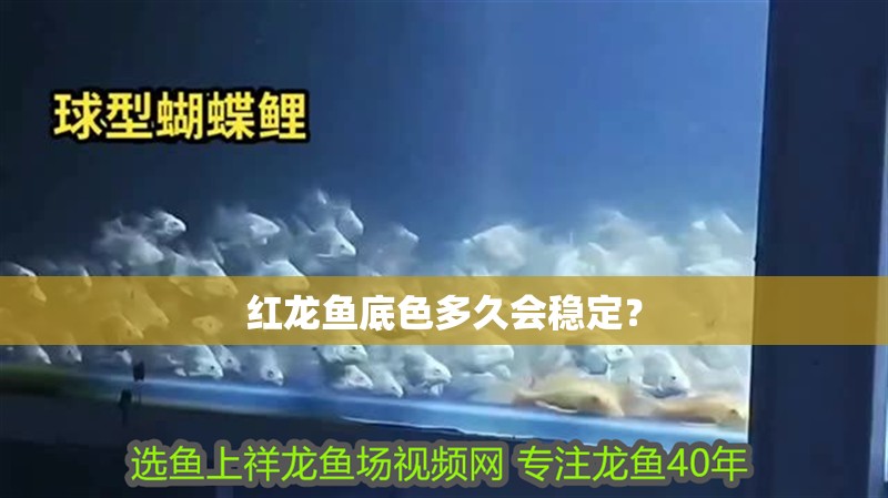 紅龍魚底色多久會穩定？