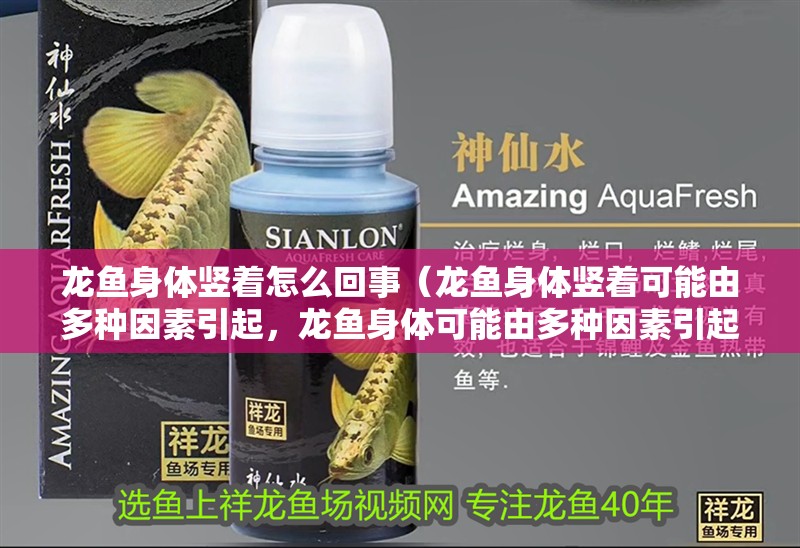 龍魚身體豎著怎么回事（龍魚身體豎著可能由多種因素引起，龍魚身體可能由多種因素引起）