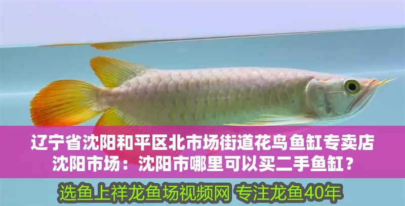 遼寧省沈陽和平區(qū)北市場街道花鳥魚缸專賣店沈陽市場：沈陽市哪里可以買二手魚缸？