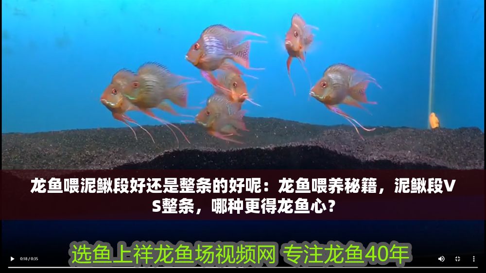 龍魚喂泥鰍段好還是整條的好呢：龍魚喂養秘籍，泥鰍段VS整條，哪種更得龍魚心？