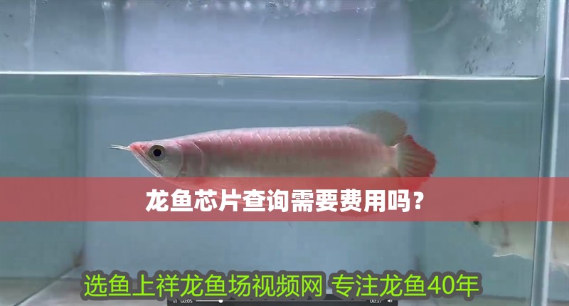 龍魚芯片查詢需要費用嗎？