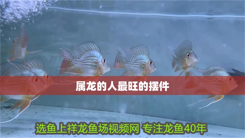 屬龍的人最旺的擺件