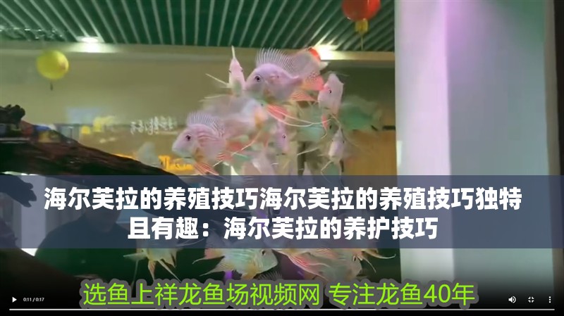 海爾芙拉的養殖技巧海爾芙拉的養殖技巧獨特且有趣：海爾芙拉的養護技巧