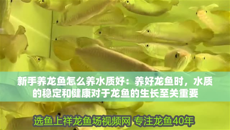 新手養(yǎng)龍魚(yú)怎么養(yǎng)水質(zhì)好：養(yǎng)好龍魚(yú)時(shí)，水質(zhì)的穩(wěn)定和健康對(duì)于龍魚(yú)的生長(zhǎng)至關(guān)重要