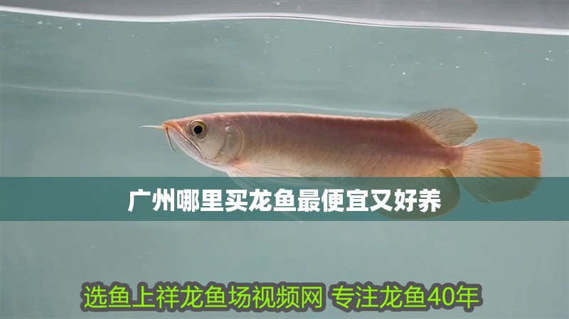 廣州哪里買龍魚(yú)最便宜又好養(yǎng)