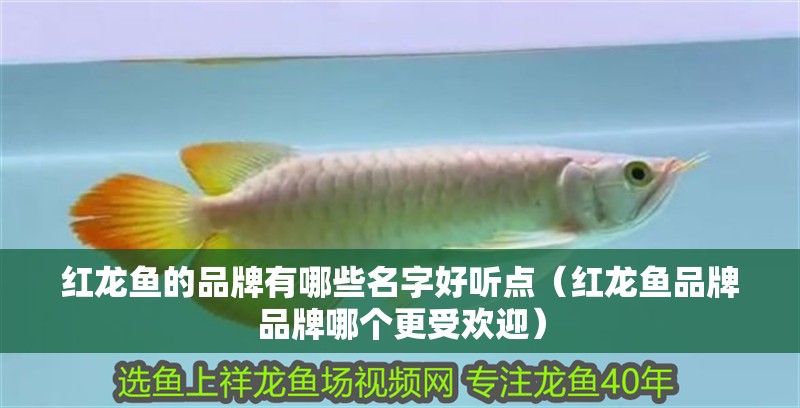紅龍魚的品牌有哪些名字好聽點（紅龍魚品牌品牌哪個更受歡迎）