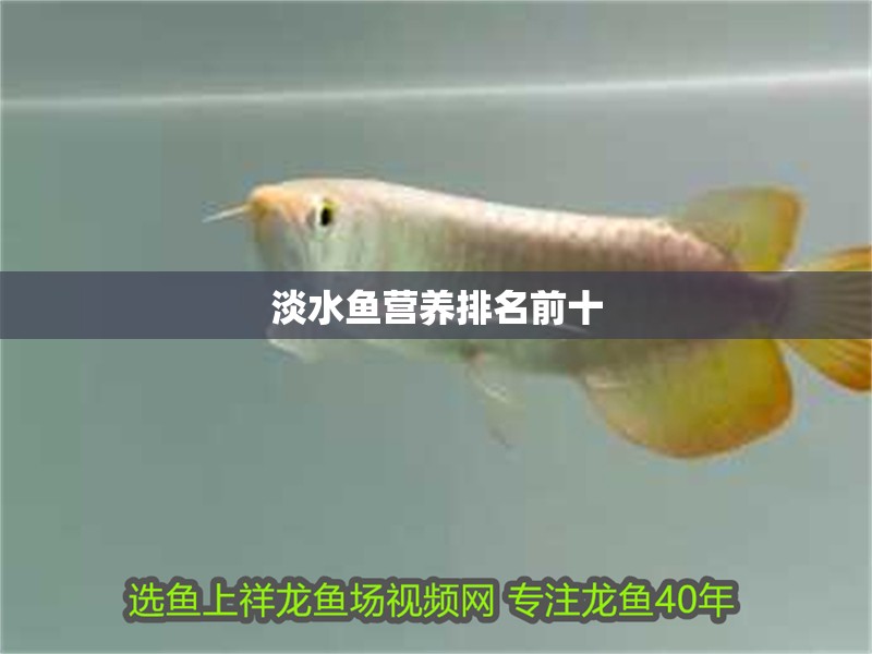 淡水魚營養排名前十