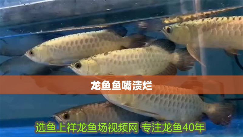 龍魚魚嘴潰爛 龍魚魚嘴潰爛 龍魚百科