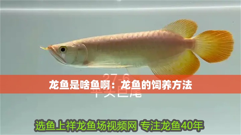 龍魚(yú)是啥魚(yú)啊：龍魚(yú)的飼養(yǎng)方法