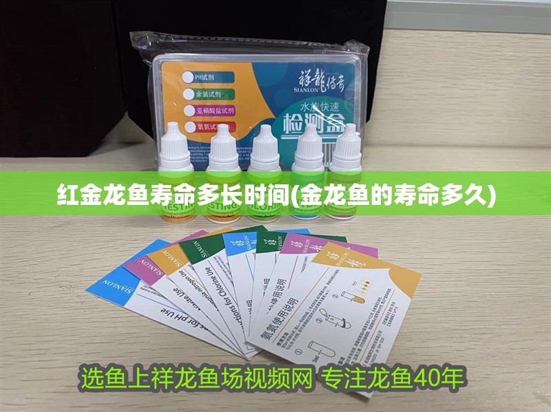紅金龍魚壽命多長時間(金龍魚的壽命多久) 紅金龍魚壽命多長時間(金龍魚的壽命多久) 魚缸百科