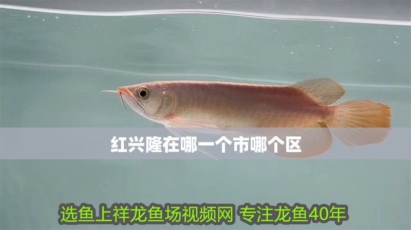 紅興隆在哪一個市哪個區(qū)