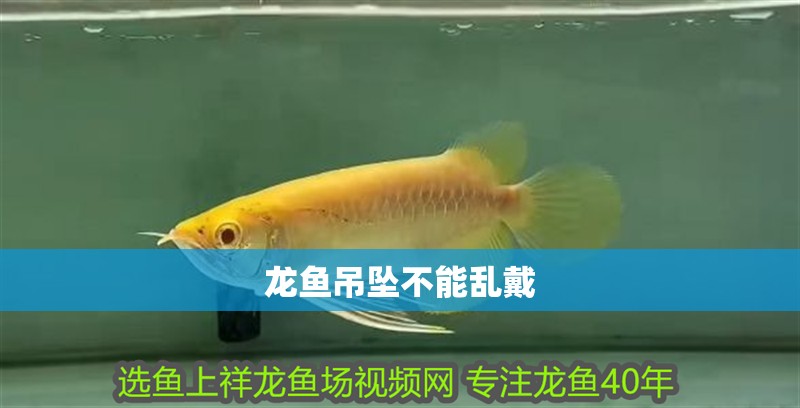 龍魚吊墜不能亂戴