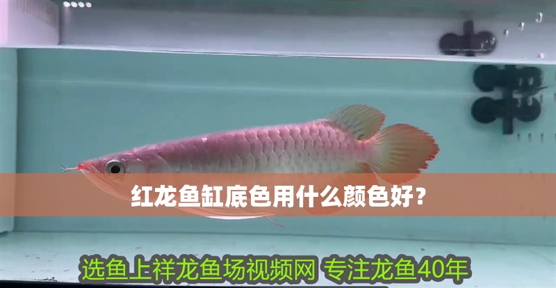 紅龍魚缸底色用什么顏色好？