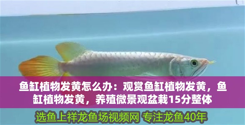 我的虎魚真菌感染了要怎么處理 魚缸植物發黃怎么辦:觀賞魚缸植物發黃,魚缸植物發黃,養殖微景觀盆栽15分整體 魚缸百科 魚缸植物發黃怎么辦:觀賞魚缸植物發黃,魚缸植物發黃,養殖微景觀盆栽15分整體 魚缸植物發黃怎么辦:觀賞魚缸植物發黃,魚缸植物發黃,養殖微景觀盆栽15分整體 魚缸百科