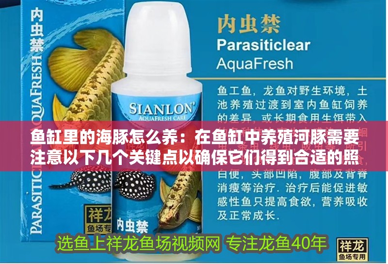 魚缸里的海豚怎么養：在魚缸中養殖河豚需要注意以下幾個關鍵點以確保它們得到合適的照顧