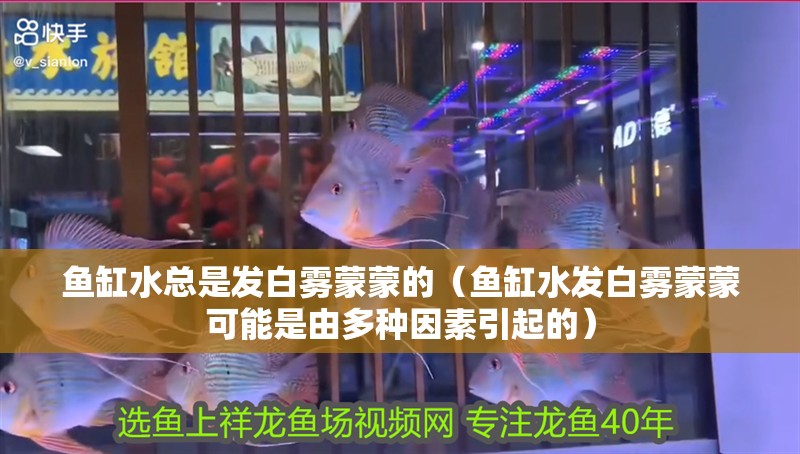 魚缸水總是發(fā)白霧蒙蒙的（魚缸水發(fā)白霧蒙蒙可能是由多種因素引起的） 魚缸水總是發(fā)白霧蒙蒙的（魚缸水發(fā)白霧蒙蒙可能是由多種因素引起的） 魚缸百科