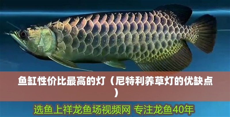 魚(yú)缸性?xún)r(jià)比最高的燈（尼特利養(yǎng)草燈的優(yōu)缺點(diǎn)）