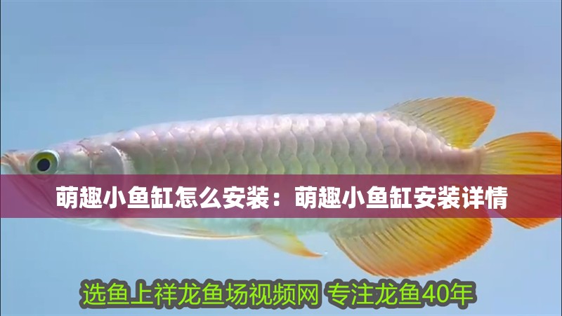 萌趣小魚缸怎么安裝：萌趣小魚缸安裝詳情