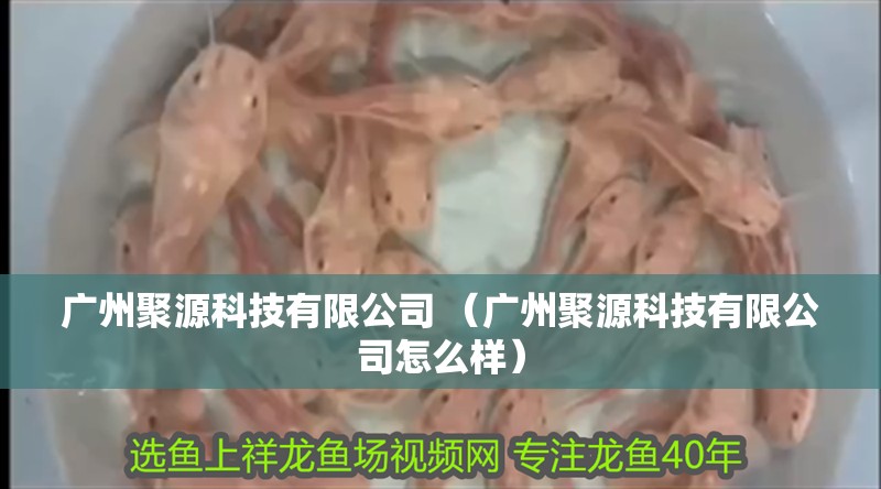 廣州聚源科技有限公司 （廣州聚源科技有限公司怎么樣）