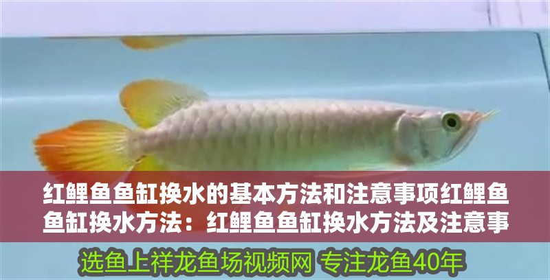 紅鯉魚魚缸換水的基本方法和注意事項紅鯉魚魚缸換水方法：紅鯉魚魚缸換水方法及注意事項