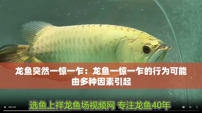 龍魚突然一驚一乍：龍魚一驚一乍的行為可能由多種因素引起