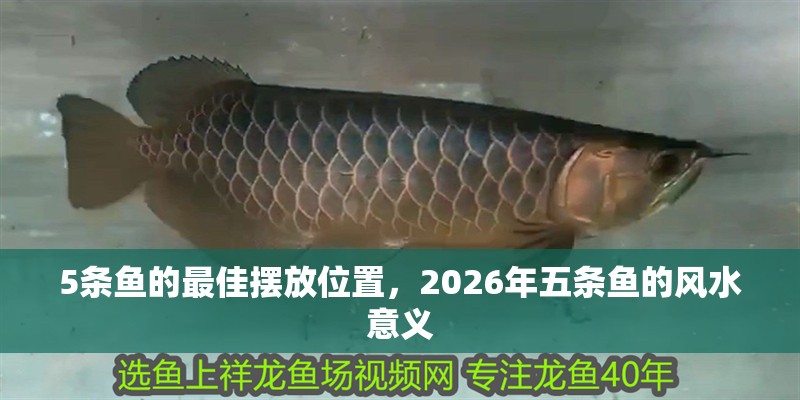 5條魚的最佳擺放位置，2026年五條魚的風水意義