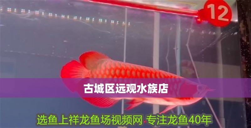 <strong><mark>古城</mark></strong>區(qū)遠(yuǎn)觀水族店