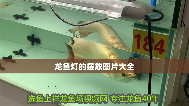 龍魚燈的擺放圖片大全