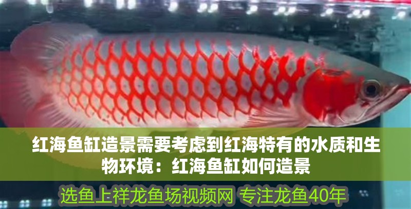 紅海魚缸造景需要考慮到紅海特有的水質和生物環境：紅海魚缸如何造景 紅海魚缸造景需要考慮到紅海特有的水質和生物環境：紅海魚缸如何造景 魚缸百科