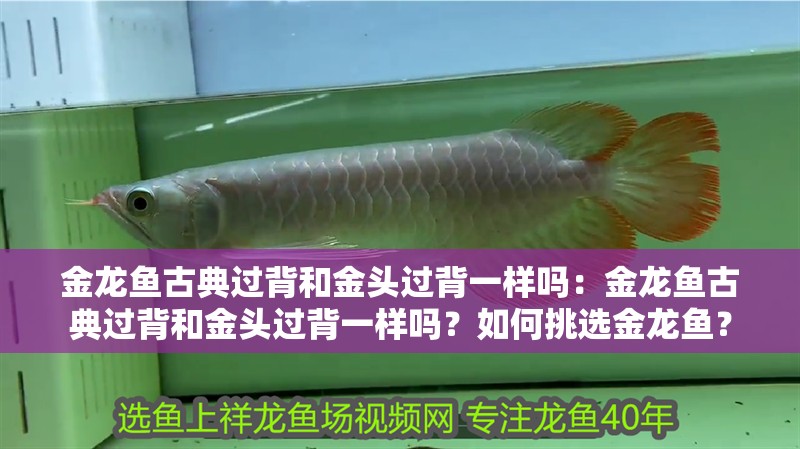 金龍魚古典過背和金頭過背一樣嗎：金龍魚古典過背和金頭過背一樣嗎？如何挑選金龍魚？