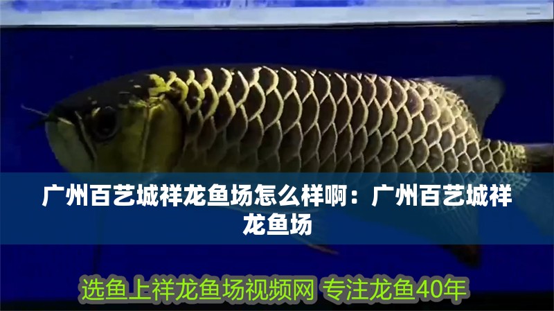 廣州百藝城祥龍魚場怎么樣啊：廣州百藝城祥龍魚場 廣州百藝城祥龍魚場怎么樣啊：廣州百藝城祥龍魚場 龍魚百科