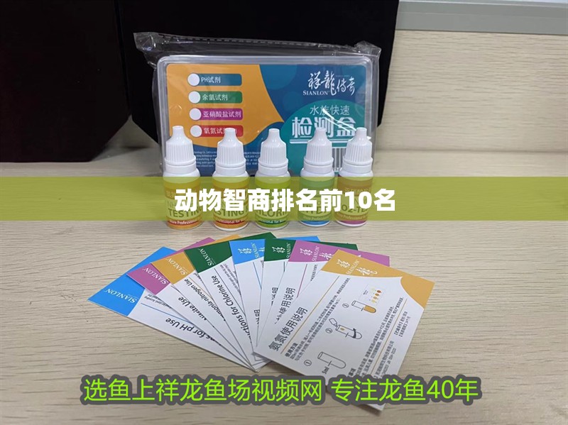 動物智商排名前10名 動物智商排名前10名 龍魚論壇