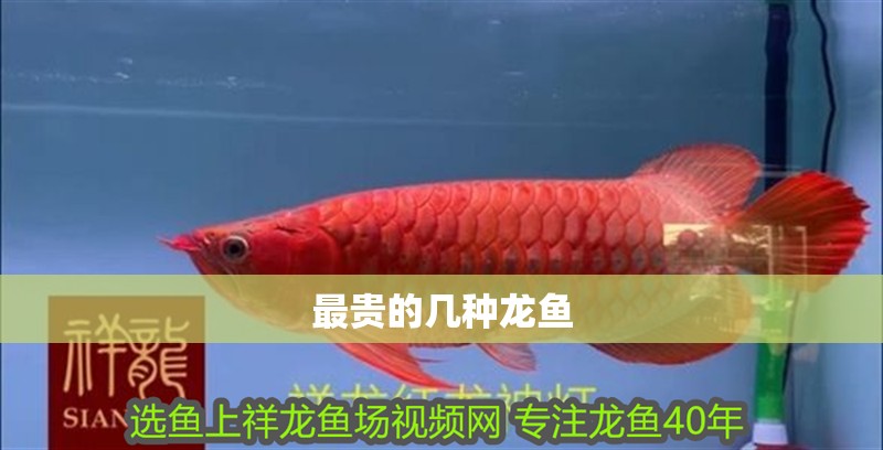 最貴的幾種龍魚