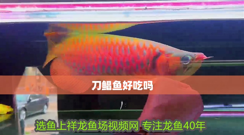 刀鯧魚好吃嗎 刀鯧魚好吃嗎 龍魚論壇