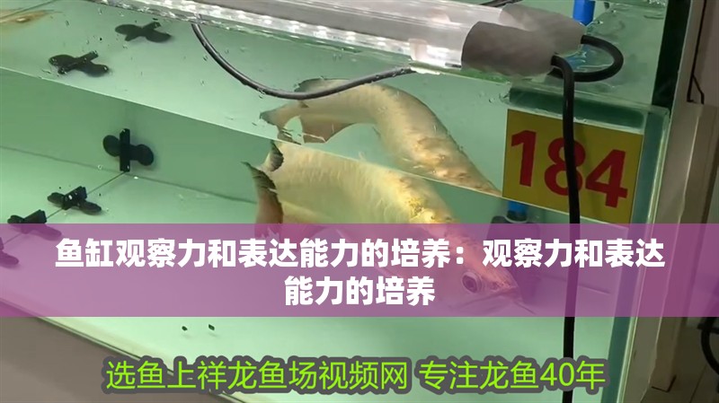 魚缸觀察力和表達能力的培養：觀察力和表達能力的培養