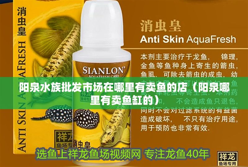 陽泉水族批發市場在哪里有賣魚的店（陽泉哪里有賣魚缸的）